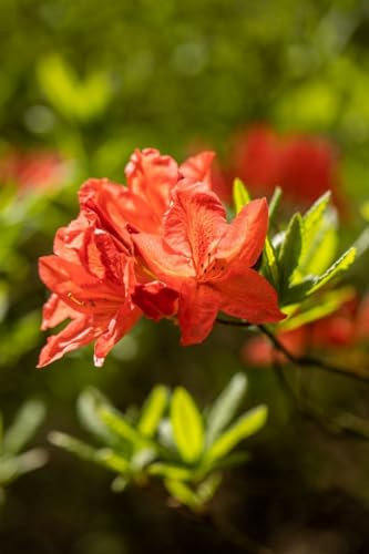 Rhododendron luteum 'Fanal' 80-100 cm - Gelber Rhododendron, leuchtend gelbe Blüten, Blütezeit Mai-Juni, duftend, ideal für Halbschatten, winterhart