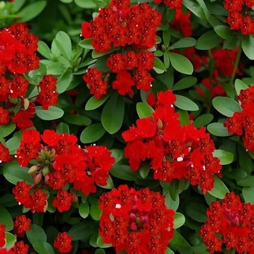 1500 Graines de Thym Rampant Vivace | Couvre-Sol Aromatique Non-OGM Résistant à la Sécheresse pour Jardin, Potager, Massif Fleuri (Rouge)