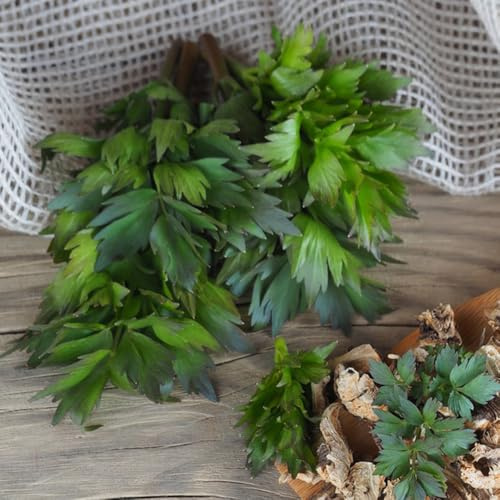 semi di levistico biologici di invernali, levistico di letti rialzati, balcone del giardino, sementi 100pcs