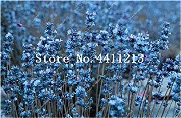 Potseed 100 Stück Lavendel Kräutergarten Balkon Topf Vier Jahreszeiten Blume für Zimmerpflanzen 3