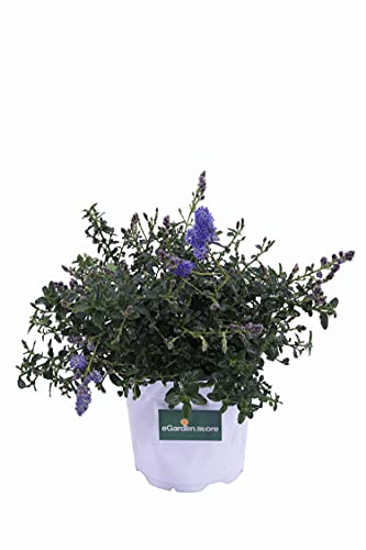 Pianta di Ceanoto Pianta di Ceanothus pianta da esterno pianta da giardino cespuglio di Ceanoto pianta ornamentale di Ceanothus pianta vera venduta da eGarden.store (Thyrsiflorus Repens)