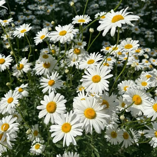 semi di margherita - giardino pascolo perenni resistenti 1200pcs
