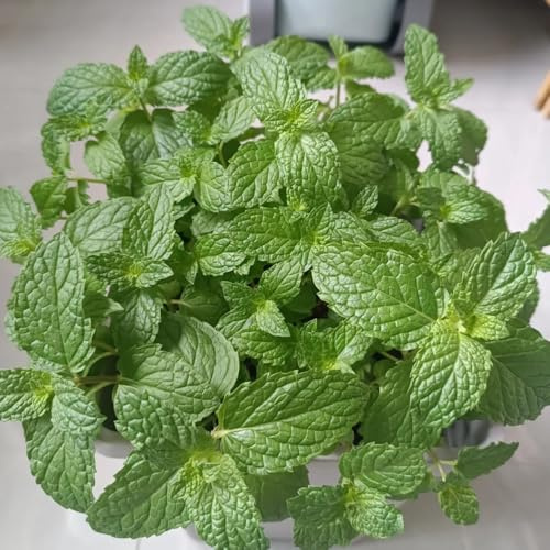 Semillas de menta marroquí resistentes de orgánicas, balcón menta verde perennes invierno, aromáticas jardín cobertura 1000pcs