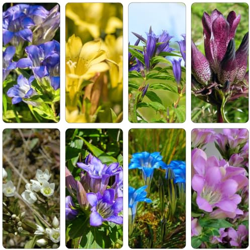 genciana decorativas en semillas de perennes resistentes para pleno sol semillas de exóticas silvestres Cobertura perenne 400pcs