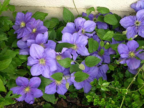 Clématite General Sikorsky Godet