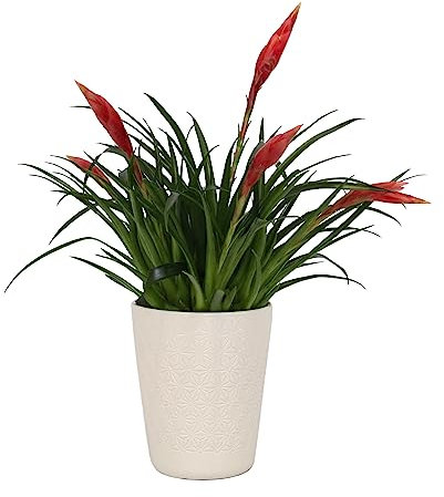 Dehner Flammendes Schwert im Übertopf, Vriesea Multiflora Astrid, rote Blüten, ca. 30 cm, Ø Topf 13 cm, Zimmerpflanze