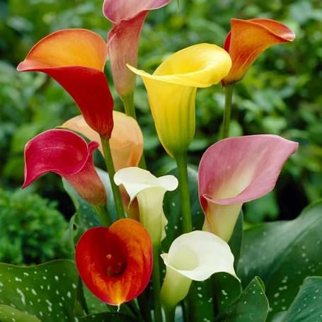 Lot de 60 graines de fleurs de lys calla fraîches et mélangées