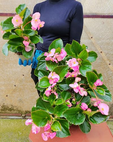 POWERS TO FLOWERS - BEGONIA BIG A FOGLIA VERDE E FIORE ROSA, 2 PIANTE VASO 14 CM DIAMETRO, piante vere