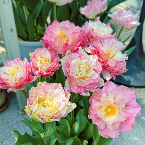 Bulbi di tulipano perenni resistenti - per da interno decorazione, invernale, 4pcs