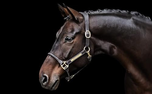 BRIDLERY Lederhalfter Moment Beschläge Gold, Farbe Braun, Größe Vollblut