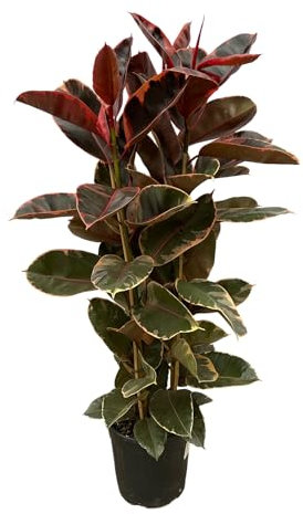 Trendyplants – Ficus Elastica Belize arbusto – Albero di gomma – Altezza 160 – 180 cm – Dimensioni vaso Ø 29 cm
