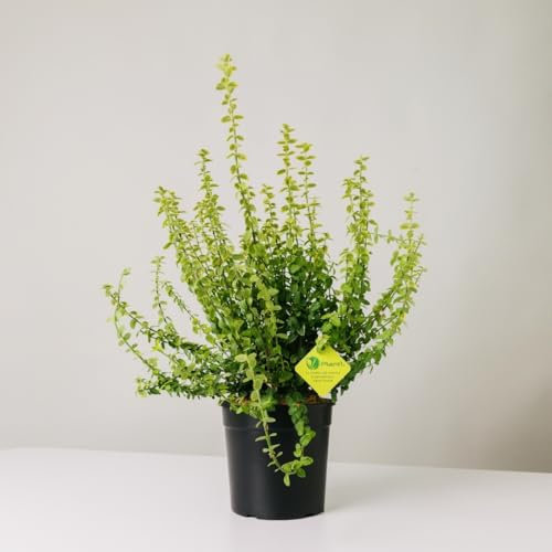 Plantì EUONYMUS FORTUNEI Arbusto sempreverde da esterno, vaso da 19 cm. Piante vere per giardino e terrazzo con foglie dorate bordate di verde. 6 mesi di concimazione inclusi (Gold).