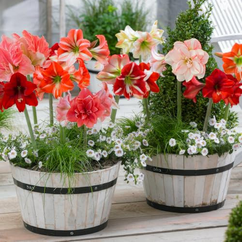 Amaryllis Surprise Collection (10 bulbes) en grand format 26/30, Plantes et fleurs à bulbes exclusives de Hollande, Véritables bulbes d'Hippeastrum (pas de graines, cire, non artificiel)