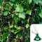 High-Yielding, Delicious, Nutritious & Easy to Grow Varieties, Perfect for Gardens & Allotments, Fresh & Homegrown Produce - Top Grade Fruit to Grow (Blackcurrand Ben Lomand)
