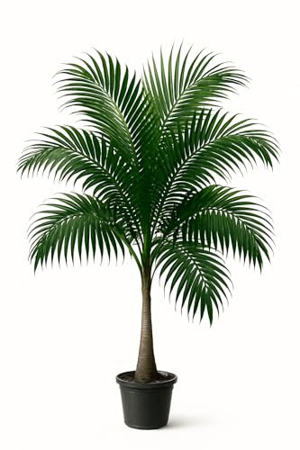 10 graines à semer - Le Grenier d'Abondance - PALMIER MAJESTY - Ravenea rivularis