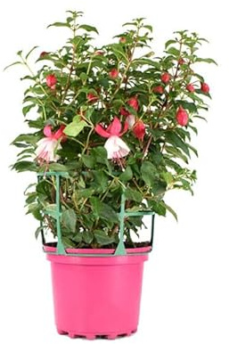 Fuchsia Natural Planta de Interior Conocida como Zarcillos de la Reina