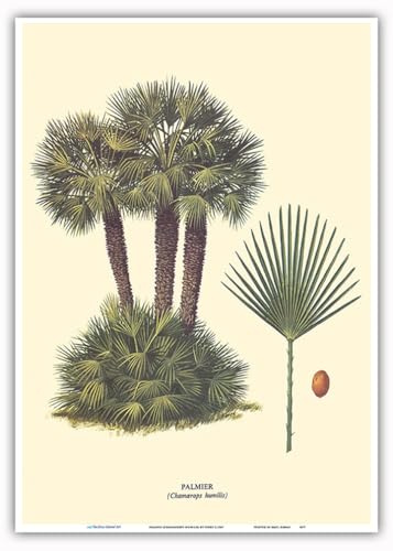 Dwarf Palm Tree - Palmier (Chamaerops Humilis) - Vintage Botanical Illustration by Ferry c.1967 - Master Art Print 10in x 14in