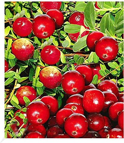 BALDUR Garten Cranberry-Beere, Moosbeere, 3 Pflanzen Vaccinium macrocarpon, winterhart, mehrjährig, Vaccinium macrocarpon, reiche Ernte an essbaren Früchten