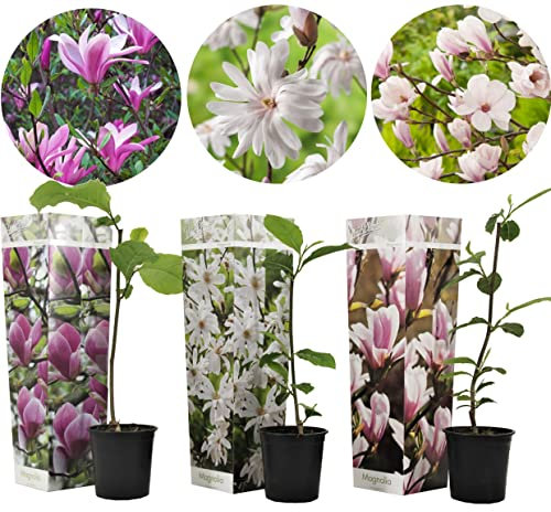 Plant in a Box - Magnolia susan, soulangeana, stellata - Mix de 3 - Arbuste décoratif votre jardin, balcon ou terasse - Pot 9cm - Hauteur 25-40cm