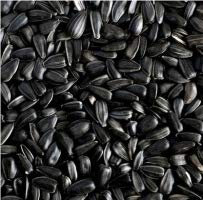 Classic Sonnenblumenkerne schwarz 20kg