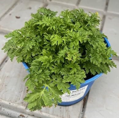 Pianta di Erba Maresina su vaso cm 14 in confezione da 2 piante