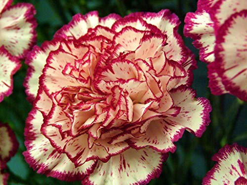 50 Carnation Double Striped Seeds - Dianthus Caryophyllus - 50 Seeds