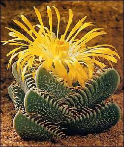 Tropica -Cactus- Auténtica Garganta Tigre (Faucaria trigrina) - 40 Semillas