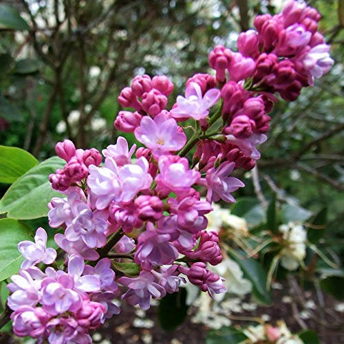 Odorants français Lilas, Syringa Vulgaris, 30 graines