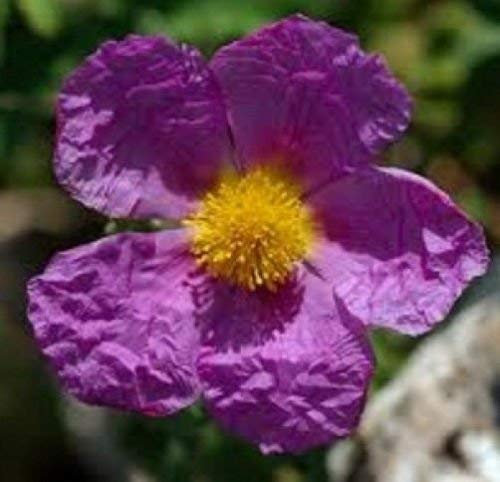 Cistus creticus Zistrose 10 Samen
