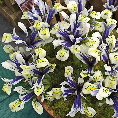 Dwarf Iris Hardy Spring Flowering Bulb, Ideal for Garden Borders, Patios & Rockeries, Blue and White Flowers, Easy to Establish, 10 x Dwarf Iris Eyecatcher Bulbs by Thompson & Morgan