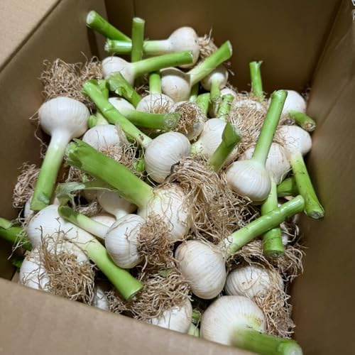 aglio biologico da giardino organiche per la copertura del terreno piantare l'aglio varietà di tradizionali selvatiche Coltivare invernali 300semi