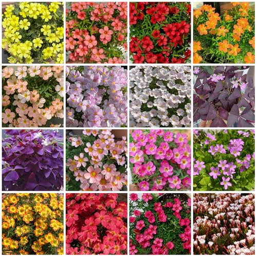 bulbos de oxalis - perennes resistentes balcón Decoración jardín 12pcs