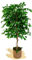 Maia Shop | Ficus | Kunstpflanzen | Künstlicher Baum | Maße: 150 x 70 cm | Künstliche Pflanzen | Fake Plant | Plastik Pflanze | Ficus Benjamini | Deko | Deko Wohnzimmer