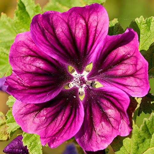 Malva 'Magic Hollyhock' Seeds Hardy Perennial Flowering Garden Plants Easy to Grow Your Own at Home 1 Packet of Seeds by Thompson and Morgan