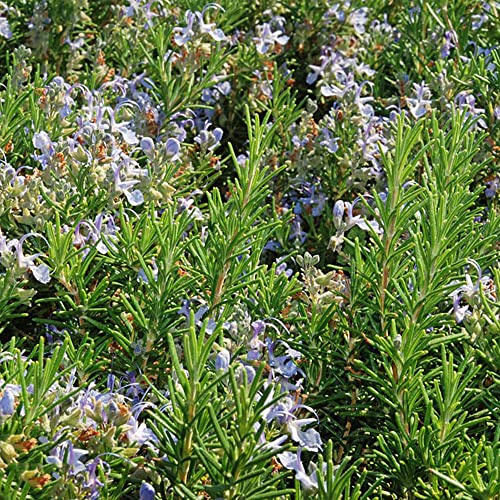 semi di rosmarino biologici - letto rialzato giardino perenni resistenti balcone interno 40pcs