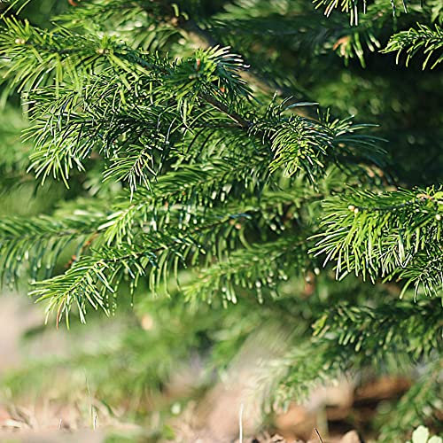 samen mammutbaum sequoiadendron giganteum - Sequoia sempervirens - hochbeete für garten saat dekoration wohnzimmer topfpflanzen draußen winterhart 150 Stück
