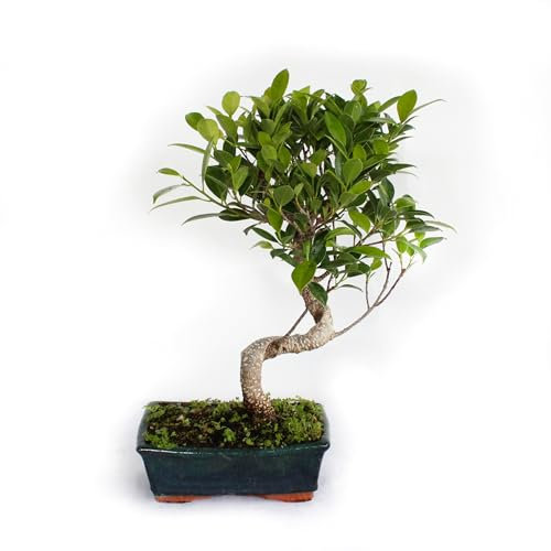 KENTIS - Bonsai Ficus Microcarpa - Bonsai Ficus Retusa - Pianta Vera da Interno - Vaso in Ceramica - H 35-45 cm Vaso Ø 18,5 cm