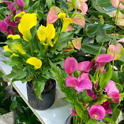 Bulbi di Calla - per giardinieri serre da balcone resistenti in vaso da esterno bulbi di raro organico decorazioni giardino per esterni primaverili vecchie 8pcs