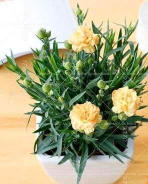 SwansGreen 100 Stück Bonsai-Nelkensamen mehrjährige Blumensamen seltene Topfpflanzen für Haus Garten Vierjahres-Pflanzen einfach zu züchten 7