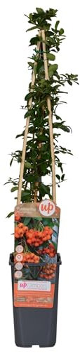 Feuerdorn - Pyracantha 'Orange Glow' - Ø15cm - 65cm