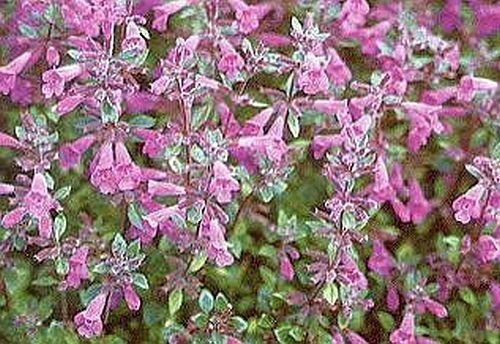 Alpen-Steinquendel 25 Samen