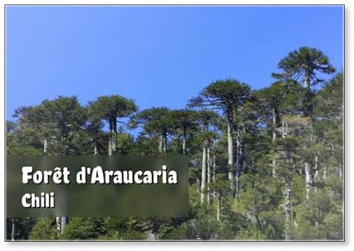 Forêt D'araucaria Aimant de réfrigérateur Chili