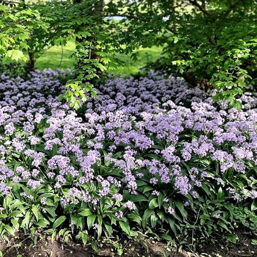 ajo silvestre de silvestres, siembra de otoño, ajo silvestre semillas jardín balcón semillas 500pcs