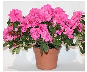 Azalea (maceta 12 cm ø) (Blanco)