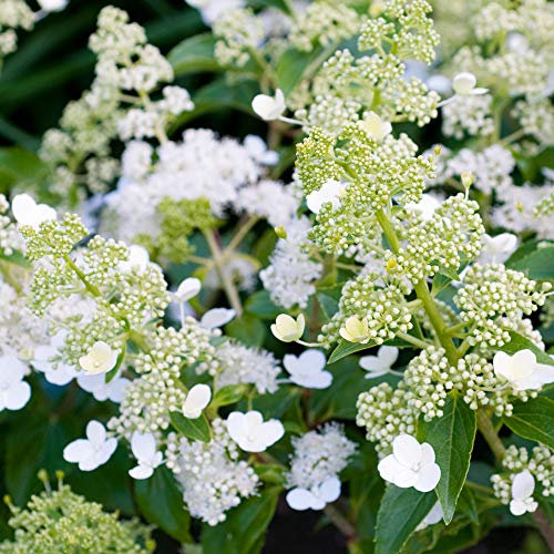 Hortensie Kyushu aufrecht laubabwerfend weiß blühende Outdoor-Garten-Topfpflanze