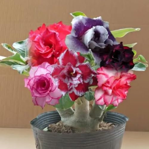 Desert Rose Bulbs for Planting,Desert Rose Bulbs Mix,Desert Rose Tubers UK,Flowering Rhizome,Excellent Display Indoor Perennial Balcony Garden Bulbs.-2Bulbs-H