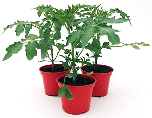 POWERS TO FLOWERS - POMODORO PICCADILLY BIO 3 PIANTE, Vaso 10cm, piante vere