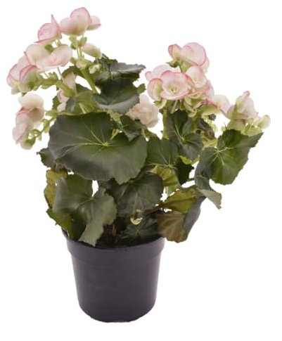 Begonia Natural Planta con Flor para Adornar tu Espacio Exterior