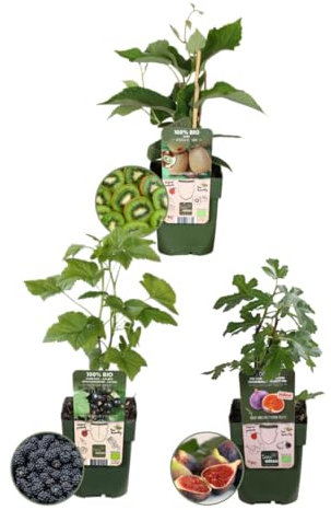 Plants by Frank | Sübe Ernte Trio BIO Obstpflanzen set im mix von 3 verschiedene Sorten | 100% Biologisch Kultiviert | Obstgarten | Obstpflanzen | Pflanzen | Gartenpflanzen Winterhart