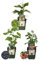 Plants by Frank | Sübe Ernte Trio BIO Obstpflanzen set im mix von 3 verschiedene Sorten | 100% Biologisch Kultiviert | Obstgarten | Obstpflanzen | Pflanzen | Gartenpflanzen Winterhart